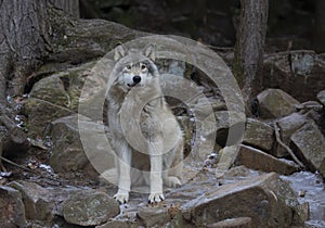 A Timber wolf or Grey Wolf Canis lupus portrait in the winter snow in Canada