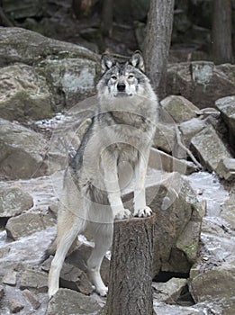 A Timber wolf or Grey Wolf Canis lupus portrait in the winter snow in Canada