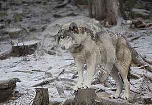 A Timber wolf or Grey Wolf Canis lupus portrait in the winter snow in Canada