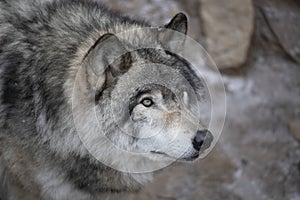 A Timber wolf or Grey Wolf Canis lupus portrait in the winter snow in Canada