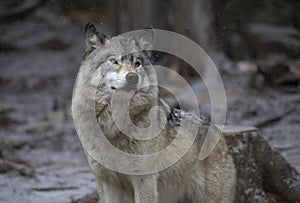 Timber wolf or Grey Wolf Canis lupus portrait in the winter snow in Canada