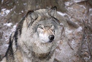 Timber wolf or Grey Wolf Canis lupus portrait in the winter snow in Canada