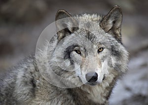 Timber wolf or Grey Wolf Canis lupus portrait in the winter snow in Canada