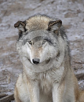 Timber wolf or Grey Wolf Canis lupus portrait in the winter snow in Canada