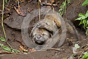 Timber Wolf or grey wolf (Canis lupus) pups playing near their den in Canada