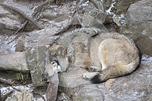 Timber wolf or Grey Wolf Canis lupus resting on a rocky cliff in winter in Canada