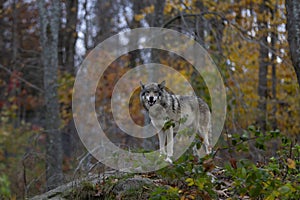 Timber wolf or Grey Wolf Canis lupus standing on top of a rock looks back on an autumn rainy day in Canada