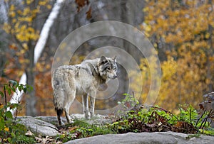 Timber wolf or Grey Wolf Canis lupus standing on top of a rock looks back on an autumn rainy day in Canada