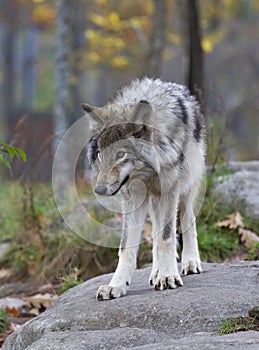 Timber wolf or Grey Wolf Canis lupus standing on top of a rock looks back on an autumn rainy day in Canada