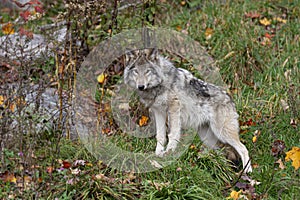 Timber wolf or Grey Wolf Canis lupus standing on top of a rock looks back on an autumn rainy day in Canada