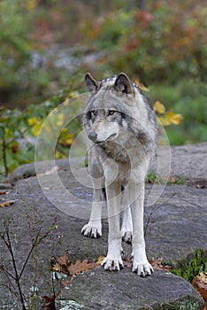 Timber wolf or Grey Wolf Canis lupus standing on top of a rock looks back on an autumn rainy day in Canada