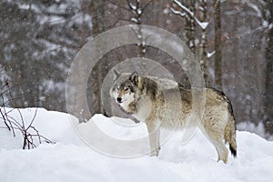 Timber Wolf or Grey Wolf Canis lupus walking in the winter snow in Canada