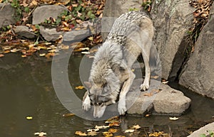 Timber wolf or Grey Wolf drinking water from a pond on an autumn day in Canada