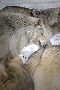 Timber Wolf Growling II