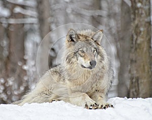 Timber Wolf On Guard