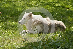 Timber wolf half hidden behing bush