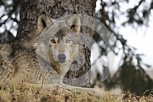 Timber Wolf Hangs out under Pine Tree