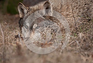 Timber Wolf Hidden in the Grass Closeup