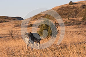 Timber wolf with hills in the background