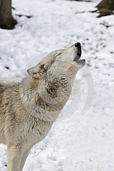 Timber Wolf Howling