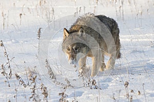 Timber wolf on hunt