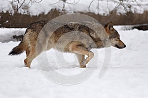 Timber wolf hunting in the forest