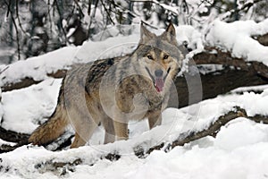 Timber wolf hunting in the forest