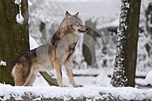 Timber wolf hunting in the forest