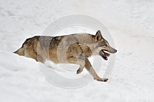 Timber wolf hunting in the forest