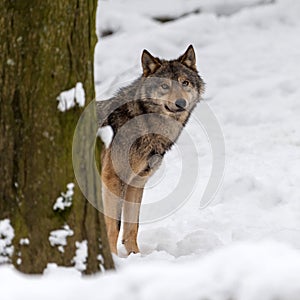 Timber wolf hunting in the forest
