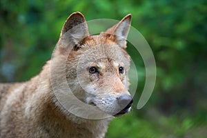 Wolf hunting in the forest