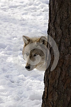 Timber Wolf III