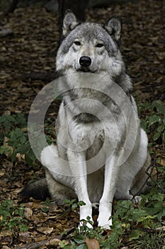 Timber wolf looking at camera