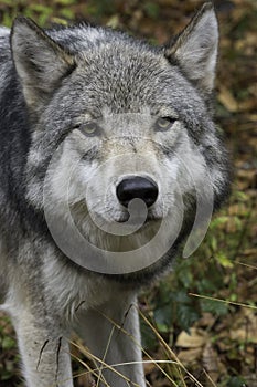 Timber wolf looking at camera