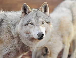 timber wolf looking at camera, yellowstone national park, montana, usa