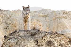 Timber wolf looking over ridge