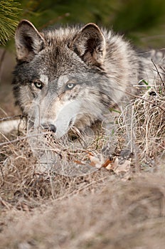 Timber Wolf Looks from Behind Grasses