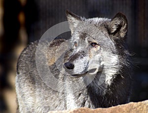 Timber Wolf Looks to the Left