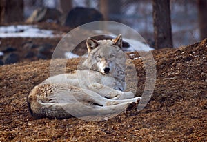 Timber Wolf lying down