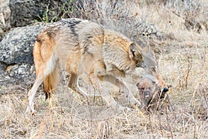 Timber wolf mom carrying pup by mouth