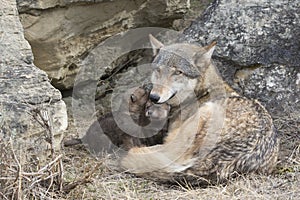 Timber wolf mother and pups at den