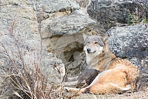 Timber wolf and newborn at den site