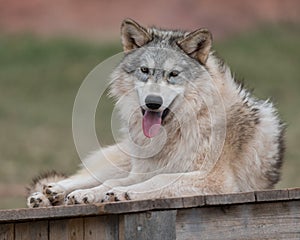 Timber wolf panting