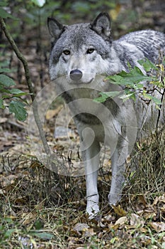 Timber wolf peeking from brushy wooded area