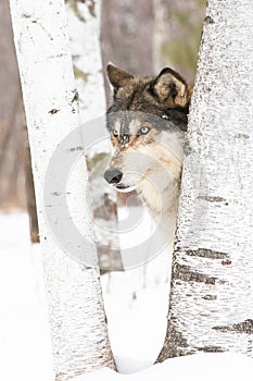 Timber wolf peeking from side of tree