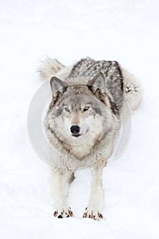 A lone Timber wolf or grey wolf (Canis lupus) isolated against a white background walking in the winter snow in Canada