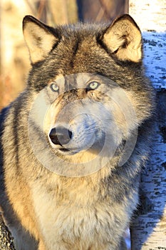 Timber wolf portrait