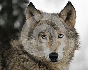 Timber Wolf Portrait