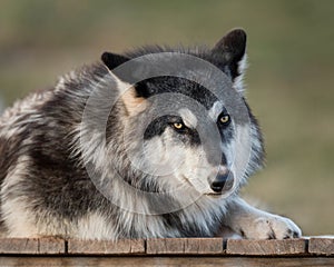 Timber wolf portrait