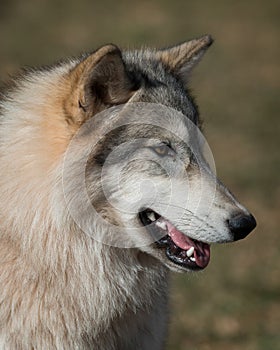 Timber wolf portrait